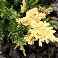 Саженец можжевельника китайского Expansa Variegata в контейнере