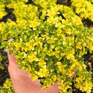 Саджанець Чебрець лимонний Doone Vallery в контейнері