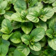 Саджанець М'ята Мандаринова в контейнері