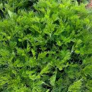 Саженец полыни Кола Плант в контейнере