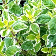 Саженец душицы (орегано) Панта в контейнере