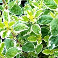 Саженец душицы (орегано) Панта в контейнере