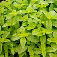 Саженец мяты банановой в контейнере