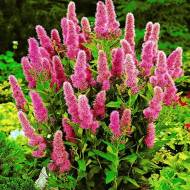 Саджанець Спірея Білларда Triumphans в контейнері