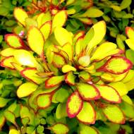 Саджанець Барбарис Тунберга Limoncello в контейнері