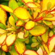 Саджанець Барбарис Тунберга Limoncello в контейнері