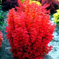 Саджанець Барбарис Тунберга Orange Ice в контейнері