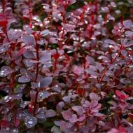 Саджанець Барбарис Тунберга Chocolate Summer в контейнері