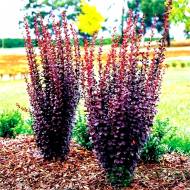 Саджанець Барбарис Тунберга Chocolate Summer в контейнері