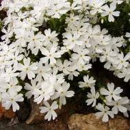 Саджанець Флокс шиловидний Tiny Buggles в контейнері