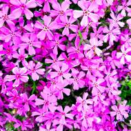 Саджанець Флокс шиловидний Samson в контейнері