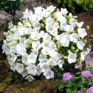 Саджанець Дзвоник Карпатський Weibe Clips в контейнері