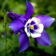 Саджанець Аквілегія Ministar в контейнері