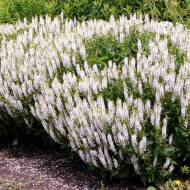 Саджанець Шавлія дібровна Schneehuegel в контейнері