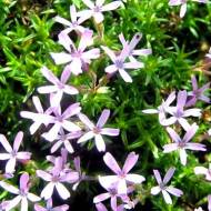 Саженец флокса шиловидного Tiny Buggles в контейнере