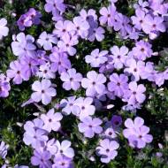 Саженец флокса шиловидного Дугласа Liac Cloud в контейнере