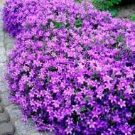 Саженец колокольчика Портеншлага в контейнере