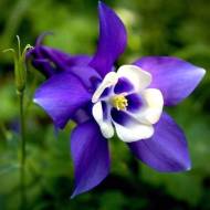 Саженец аквилегии Ministar в контейнере