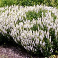 Саженец Шалфей дубравного Schneehuegel в контейнере