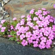 Саженец гвоздики myrtinervius в контейнере