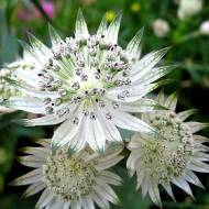 Саженец астранции большой Shaggy в контейнере