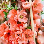 Саджанець Хеномелес Salmon Horizon в контейнері