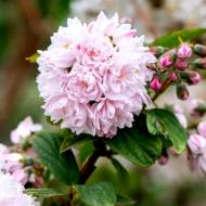 Саджанець Дейція Ping pom-pom в контейнері