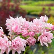 Саджанець Дейція Ping pom-pom в контейнері