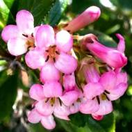 Саджанець Ескалонія Apple Blossom в контейнері