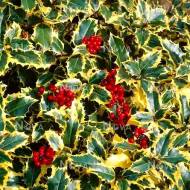 Саджанець Падуб Madame Briot в контейнері