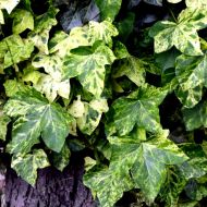 Саджанець Плющ Професор Сенета (Profesor Seneta) в контейнері