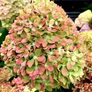 Саджанець Гортензія волотиста Pixio в контейнері