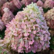 Саджанець Гортензія волотиста Pixio в контейнері