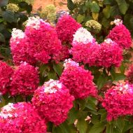 Саджанець Гортензія волотиста Strawberry Blossom в контейнері