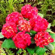 Саджанець Гортензія великолиста Red Sensation в контейнері