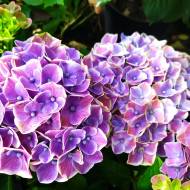 Саджанець Гортензія великолиста Fayette Blue в контейнері