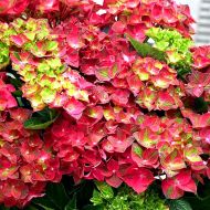 Саджанець Гортензія великолиста Rosso Glory в контейнері