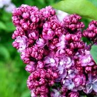 Саженец сирени Paul Thirion в контейнере