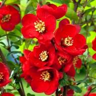 Саженец хеномелеса Fire Dance в контейнере