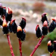 Саженец ивы Melanostachys в контейнере