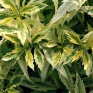 Саженец форзиции Citrus Swizzle в контейнере