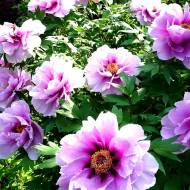 Саженец пиона древовидного в контейнере