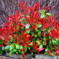 Саженец фотении Little Red Robin в контейнере