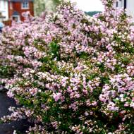 Саженец эскалонии Apple Blossom в контейнере