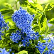 Саженец цеанотуса El Dorado в контейнере