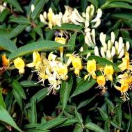 Саженец жимолости (вьющейся) Вечнозеленая (остроконечной) в контейнере