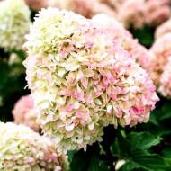 Саженец гортензии метельчатой ​​Pinkachu в контейнере