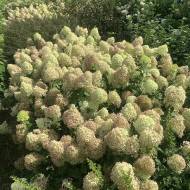 Саженец гортензии метельчатой ​​Pixio в контейнере