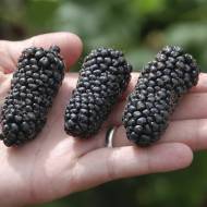 Саджанець Ожина Коламбія гігант в контейнері