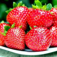 Саджанець Суниця садова (полуниця) Фурор в контейнері